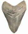 Glossy, Serrated, Fossil Megalodon Tooth #47479-1